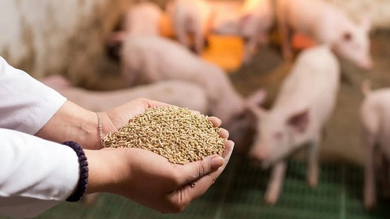 Xu hướng mới trong sản xuất thức ăn chăn nuôi